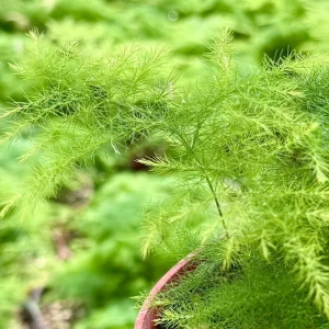 Asparagus Fern Live Plant – Delicate Foliage – 4 inch Pot – Indoor Houseplant - Image 5