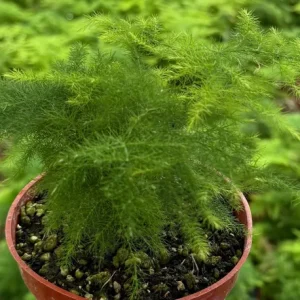 Asparagus Fern Live Plant – Delicate Foliage – 4 inch Pot – Indoor Houseplant - Image 6
