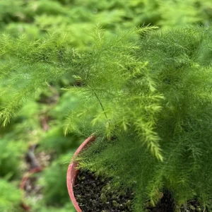 Asparagus Fern Live Plant – Delicate Foliage – 4 inch Pot – Indoor Houseplant - Image 7