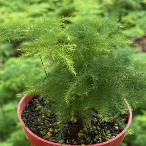 Asparagus Fern Live Plant – Delicate Foliage – 4 inch Pot – Indoor Houseplant - Image 1
