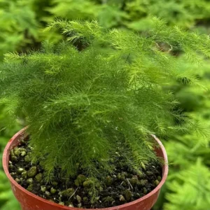 Asparagus Fern Live Plant – Delicate Foliage – 4 inch Pot – Indoor Houseplant - Image 8