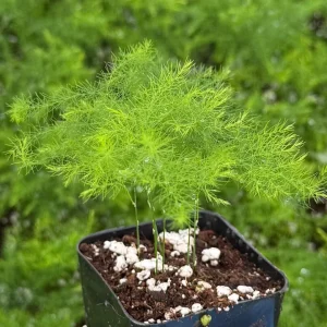 Asparagus Fern Live Plant – Delicate Foliage – 4 inch Pot – Indoor Houseplant - Image 9