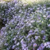 Aster October Skies Live Plant - Aromatic Aster Perennial - Sky-Blue Flowers, 4-6 Inch Starter - Image 1