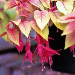 Autumnale Fuchsia Live Plant 4in Pot - Outdoor Flowering Shrub - Image 2