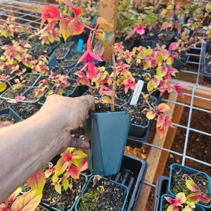 Autumnale Fuchsia Live Plant 4in Pot - Outdoor Flowering Shrub - Image 3