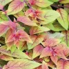 Autumnale Fuchsia Live Plant 4in Pot - Outdoor Flowering Shrub - Image 1