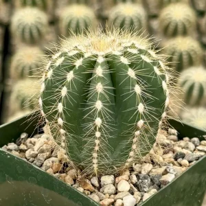 Balloon Cactus Live Plant - Parodia Magnifica - 4 Inch Pot - Indoor/Outdoor Succulent - Image 2