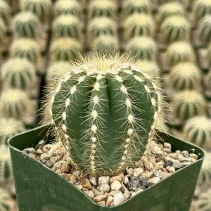 Balloon Cactus Live Plant - Parodia Magnifica - 4 Inch Pot - Indoor/Outdoor Succulent - Image 3