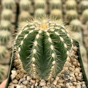 Balloon Cactus Live Plant - Parodia Magnifica - 4 Inch Pot - Indoor/Outdoor Succulent - Image 4