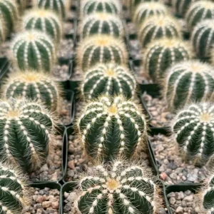Balloon Cactus Live Plant - Parodia Magnifica - 4 Inch Pot - Indoor/Outdoor Succulent - Image 5