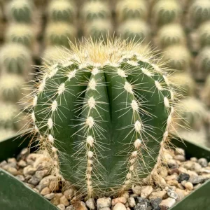 Balloon Cactus Live Plant - Parodia Magnifica - 4 Inch Pot - Indoor/Outdoor Succulent - Image 1