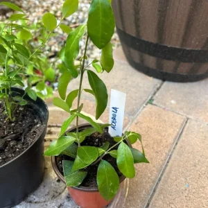 Barbados Cherry Tree Acerola Live Plant - 4-6 inch Fruit Tree for Planting - Image 2
