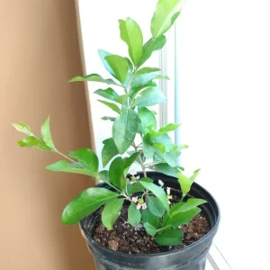 Barbados Cherry Tree Acerola Live Plant - 4-6 inch Fruit Tree for Planting - Image 3