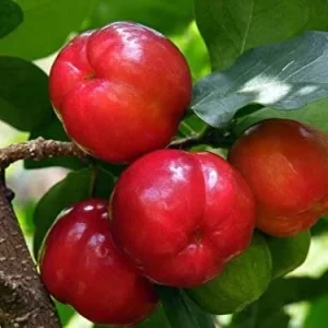 Barbados Cherry Tree Acerola Live Plant - 4-6 inch Fruit Tree for Planting - Image 1