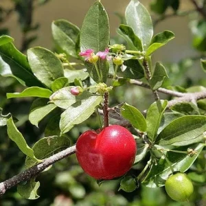 Barbados Cherry Tree Acerola Live Plant - 4-6 inch Fruit Tree for Planting - Image 4