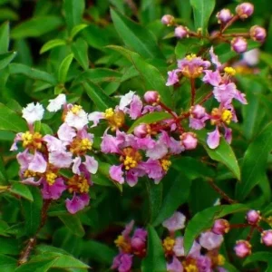 Barbados Cherry Tree Acerola Live Plant - 4-6 inch Fruit Tree for Planting - Image 5
