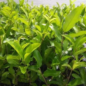 Barbados Cherry Tree Acerola Live Plant - 4-6 inch Fruit Tree for Planting - Image 6