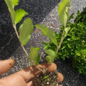 Barbados Cherry Tree Acerola Live Plant - 4-6 inch Fruit Tree for Planting - Image 7