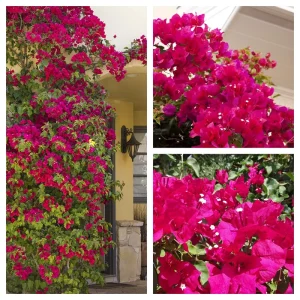 Barbara Karst Bougainvillea Live Plant - 2 Red Starter Plants - Outdoor Vine - Image 1