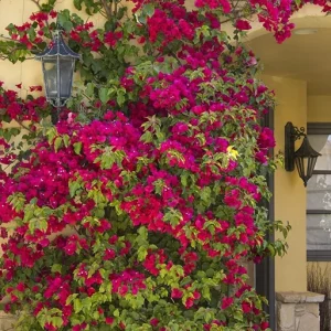 Barbara Karst Bougainvillea Live Plant - 2 Red Starter Plants - Outdoor Vine - Image 2