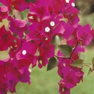 Barbara Karst Bougainvillea Live Plant - 2 Red Starter Plants - Outdoor Vine - Image 3