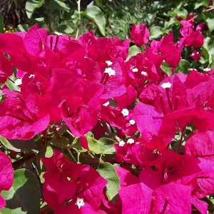 Barbara Karst Bougainvillea Live Plant - 2 Red Starter Plants - Outdoor Vine - Image 4