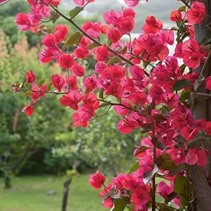 Barbara Karst Bougainvillea Live Plant - 2 Red Starter Plants - Outdoor Vine - Image 5