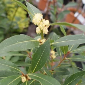 Bay Laurel Live Plant - Laurus nobilis Evergreen Shrub - Sweet Bay Tree - Image 2