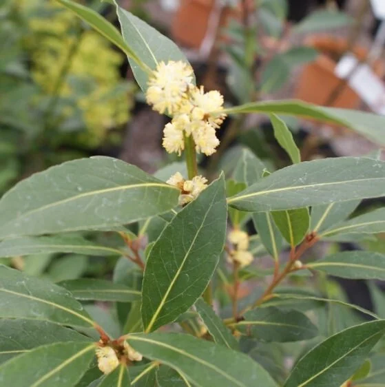 Bay Laurel Live Plant - Laurus nobilis Evergreen Shrub - Sweet Bay Tree - Image 2