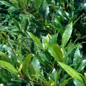 Bay Laurel Live Plant - Laurus nobilis Evergreen Shrub - Sweet Bay Tree - Image 3