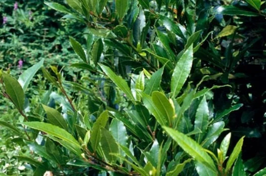 Bay Laurel Live Plant - Laurus nobilis Evergreen Shrub - Sweet Bay Tree - Image 3