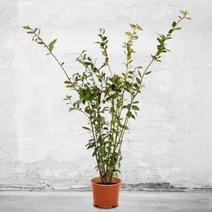 Bay Laurel Live Plant - Laurus nobilis Evergreen Shrub - Sweet Bay Tree - Image 1