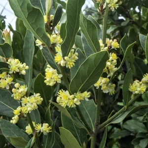 Bay Leaf Live Plant – Laurus Nobilis, 4-6 Inch Tall, Aromatic Herb - Image 2