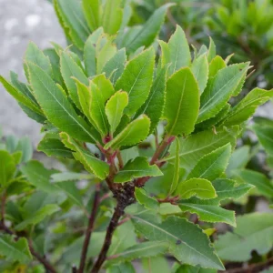 Bay Leaf Live Plant – Laurus Nobilis, 4-6 Inch Tall, Aromatic Herb - Image 1