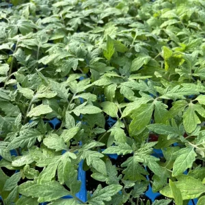 Beefsteak Tomato Live Plants - 3 Pack, 6-10 Inch Tall, 60+ Day Old, Outdoor - Image 1