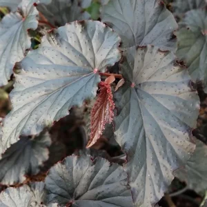 Begonia Angel Wing Black Live Starter Plant - 4 inch Tall - Rare Tropical Beauty - Shade Loving - Image 2