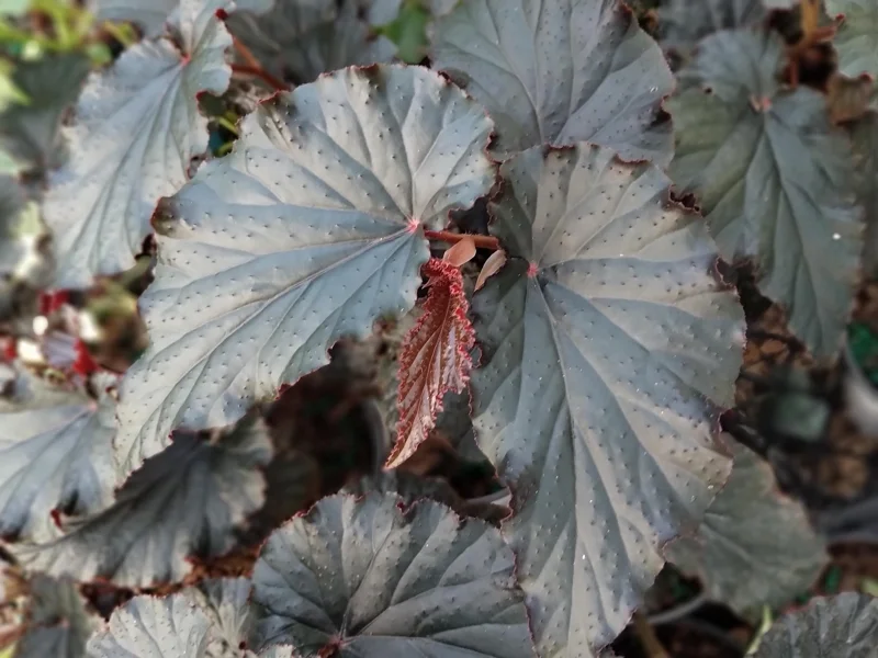 Begonia Angel Wing Black Live Starter Plant - 4 inch Tall - Rare Tropical Beauty - Shade Loving - Image 2