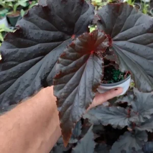 Begonia Angel Wing Black Live Starter Plant - 4 inch Tall - Rare Tropical Beauty - Shade Loving - Image 1