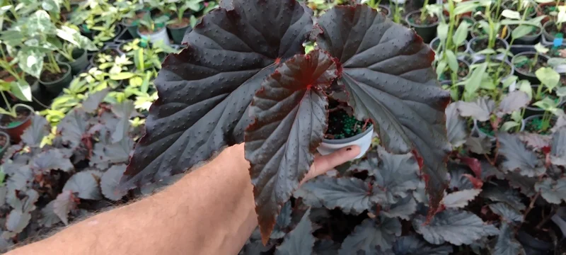 Begonia Angel Wing Black Live Starter Plant - 4 inch Tall - Rare Tropical Beauty - Shade Loving - Image 1