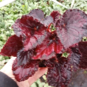 Begonia Black Beauty Live Plant – 4 Inch Starter – Rare Tropical Shade - Image 2