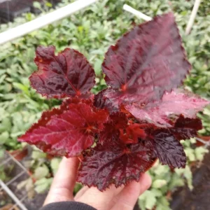 Begonia Black Beauty Live Plant – 4 Inch Starter – Rare Tropical Shade - Image 1