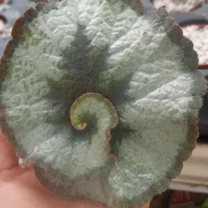 Begonia Escargot Live Plant - 4 inch Tall Potted Houseplant - Image 2