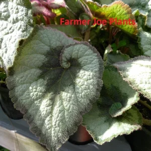 Begonia Escargot Live Plant - 4 inch Tall Potted Houseplant - Image 3