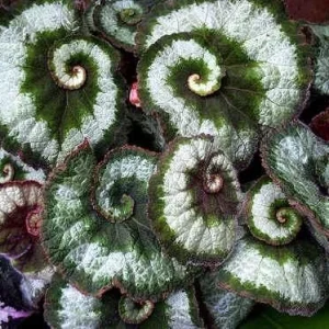 Begonia Escargot Live Plant - 4 inch Tall Potted Houseplant - Image 4