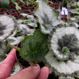 Begonia Escargot Live Plant - 4 inch Tall Potted Houseplant - Image 1