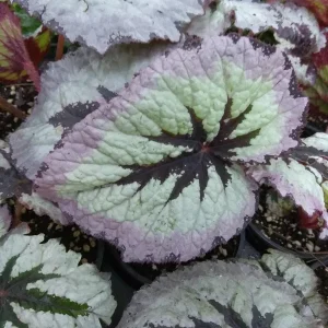 Begonia Fire Woman Live Plant – 4 inch Tall – Rare Tropical Beauty – Shade Loving - Image 2