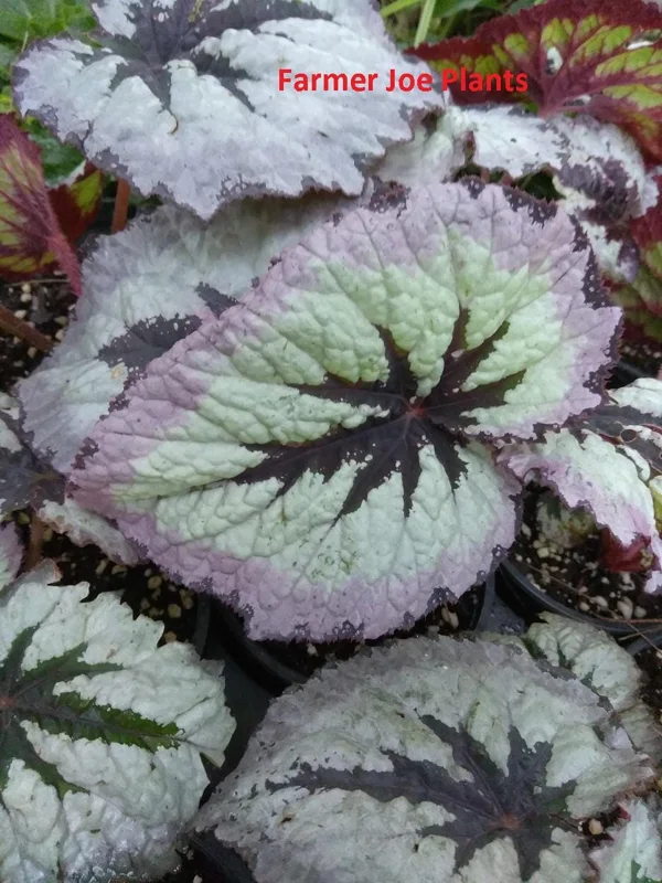 Begonia Fire Woman Live Plant – 4 inch Tall – Rare Tropical Beauty – Shade Loving - Image 2
