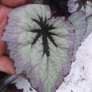 Begonia Fire Woman Live Plant – 4 inch Tall – Rare Tropical Beauty – Shade Loving - Image 1
