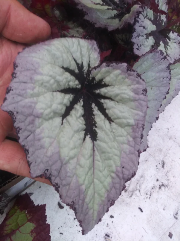 Begonia Fire Woman Live Plant – 4 inch Tall – Rare Tropical Beauty – Shade Loving - Image 1
