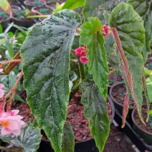 Begonia Ginny Galaxy Reverted Angel Wing Live Plant - 3.25 inch pot - Indoor/Outdoor - Image 2